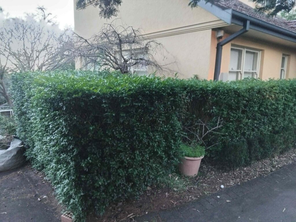 Hedge Shaping in Hills District