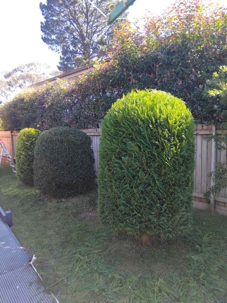 Hedge Trimming in Hills District